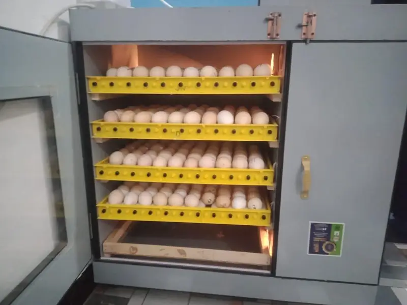 incubators brooders — photo 7