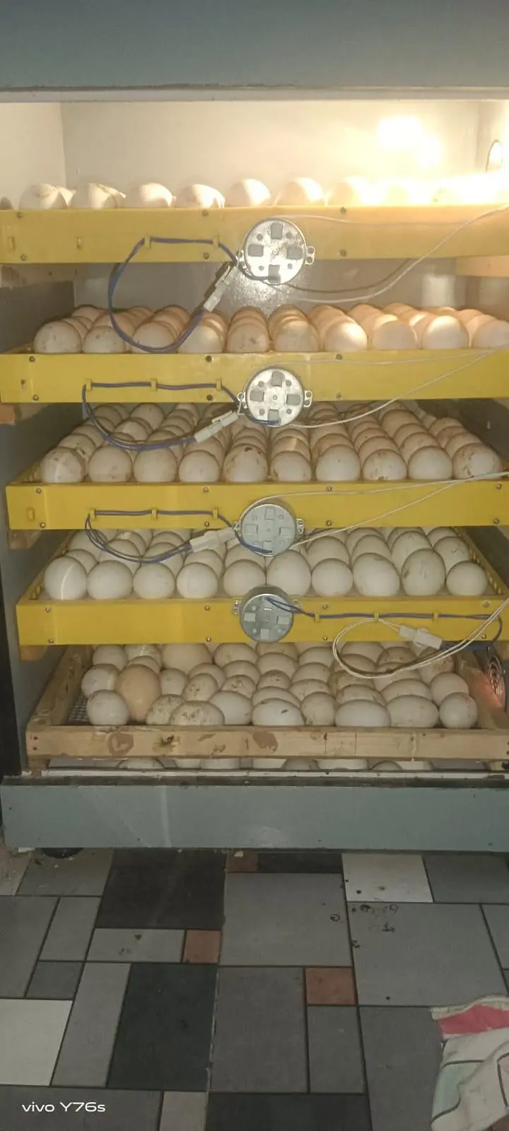 incubators brooders — photo 8