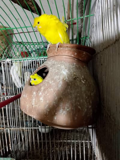 hogo romo breeding pair
