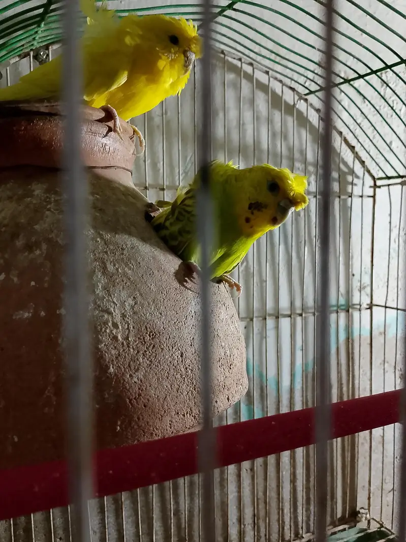 hogo romo breeding pair — photo 2