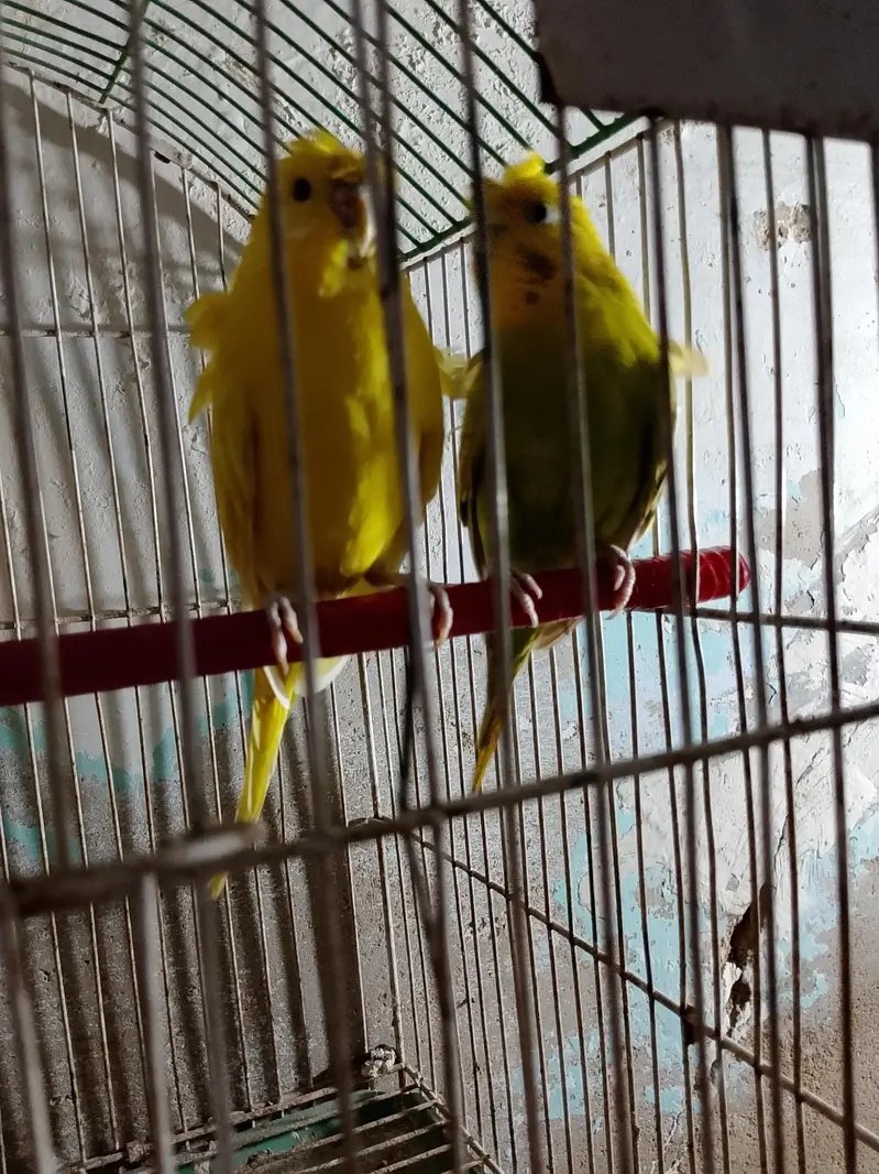 hogo romo breeding pair — photo 3