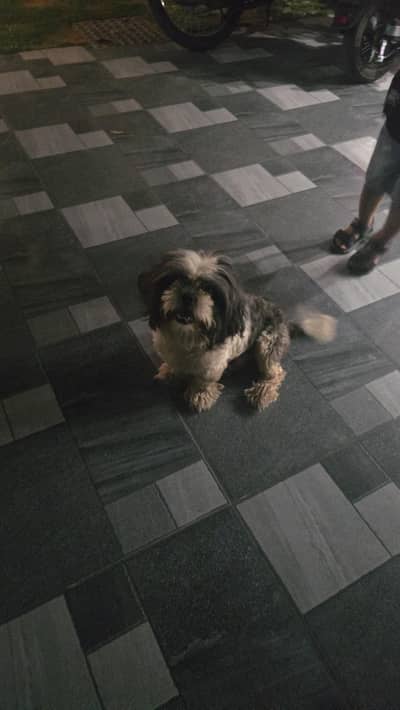 Shih Tzu Small dog  for Sale