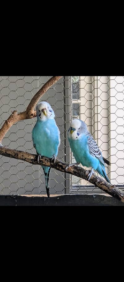 Budgies and love birds breeder pair  for sale