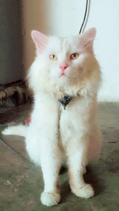 fit active cat braider male