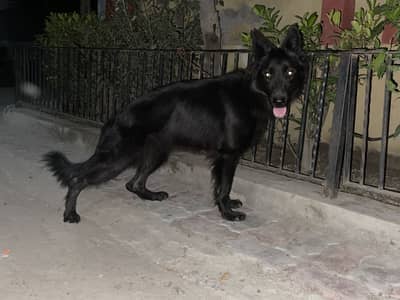 Black German shephard long Coat Female for sale