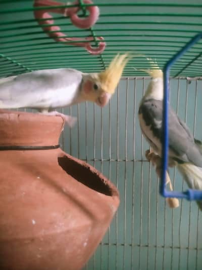 Cockatiel pair available for sell