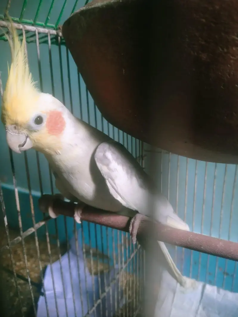 Cockatiel pair available for sell — photo 2