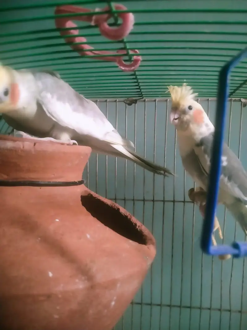 Cockatiel pair available for sell — photo 3