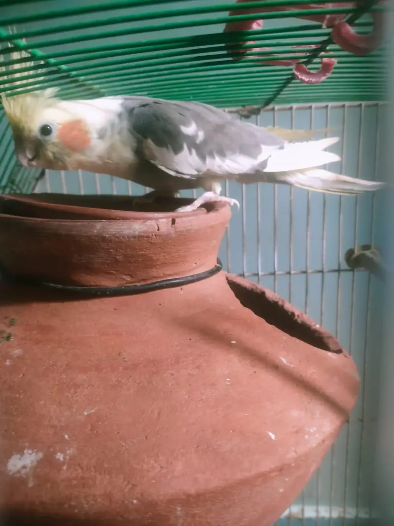 Cockatiel pair available for sell — photo 4