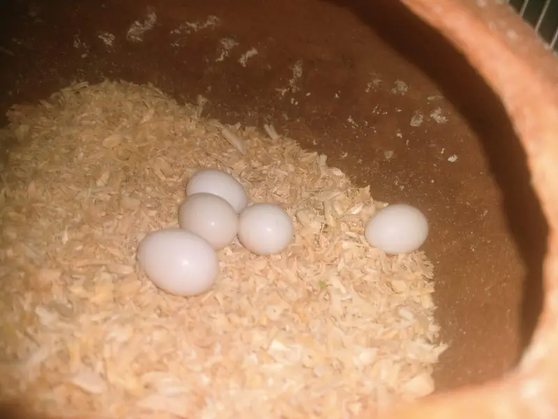 Cockatiel pair available for sell — photo 5