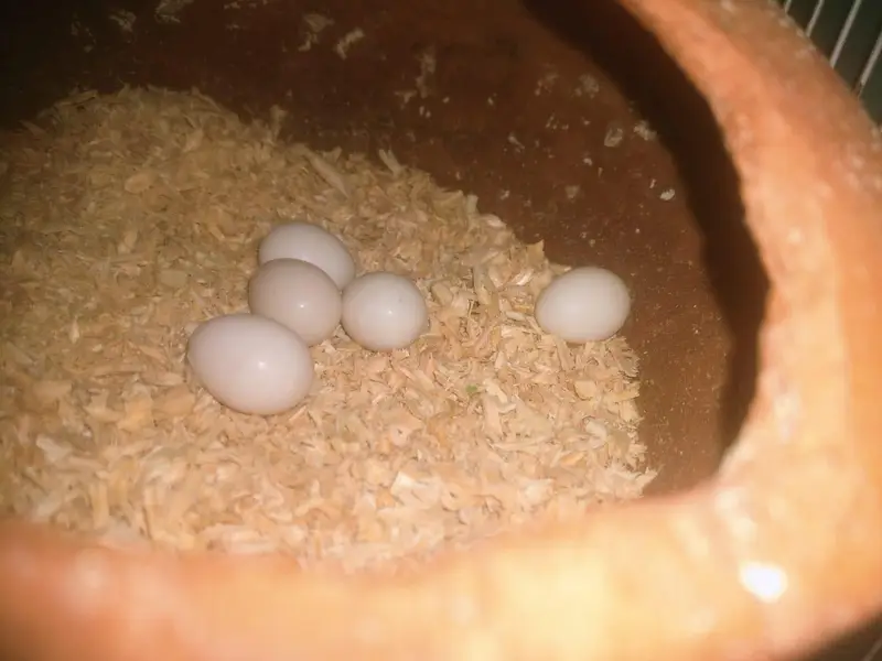 Cockatiel pair available for sell — photo 6