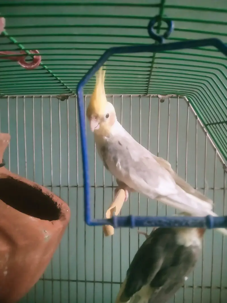 Cockatiel pair available for sell — photo 7