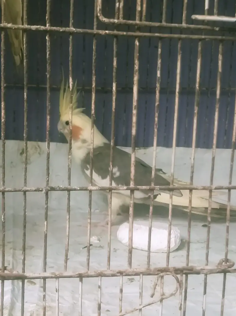 Cockatiel pair available for sell — photo 8