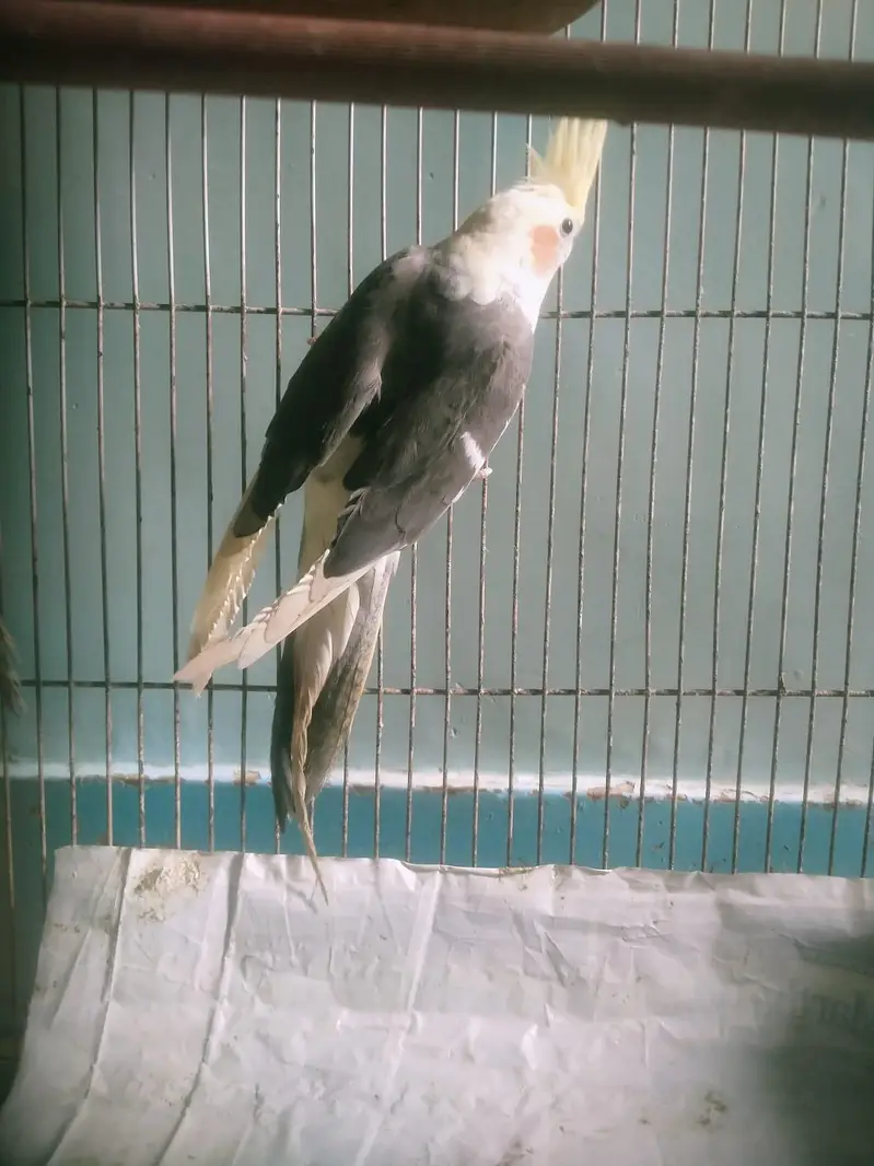 Cockatiel pair available for sell — photo 9