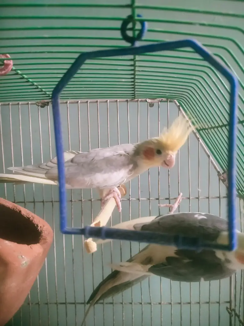 Cockatiel pair available for sell — photo 10