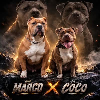 Supreme Quality American bully puppies