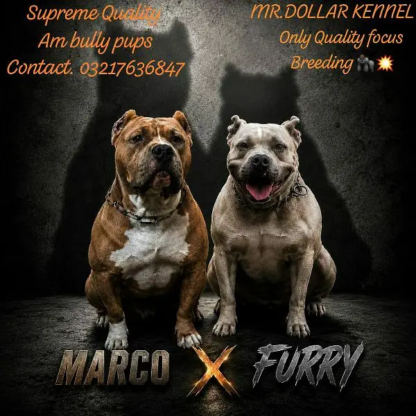 Supreme Quality American bully puppies — photo 2