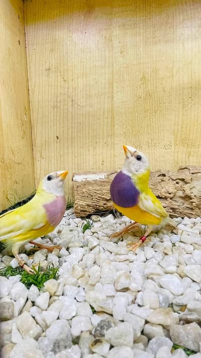 Yellow Gouldian pair spilt Blue