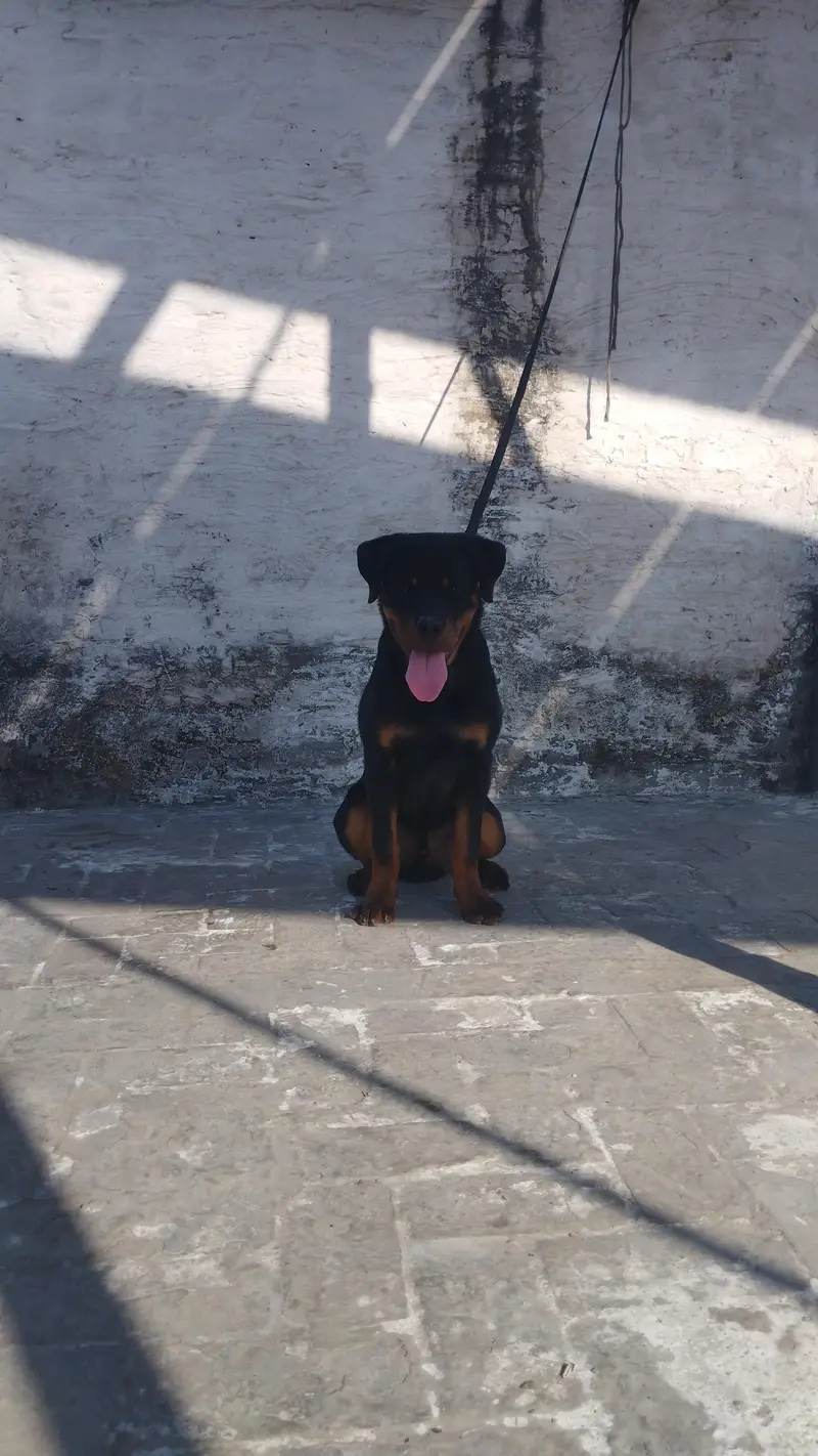 Kcp Pegidree Young Male Rottweiler — photo 2