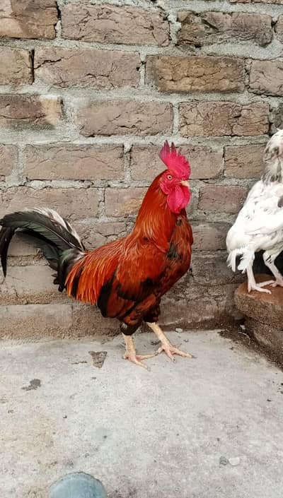 Desi murga for sale