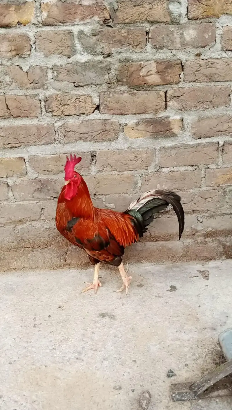 Desi murga for sale — photo 3