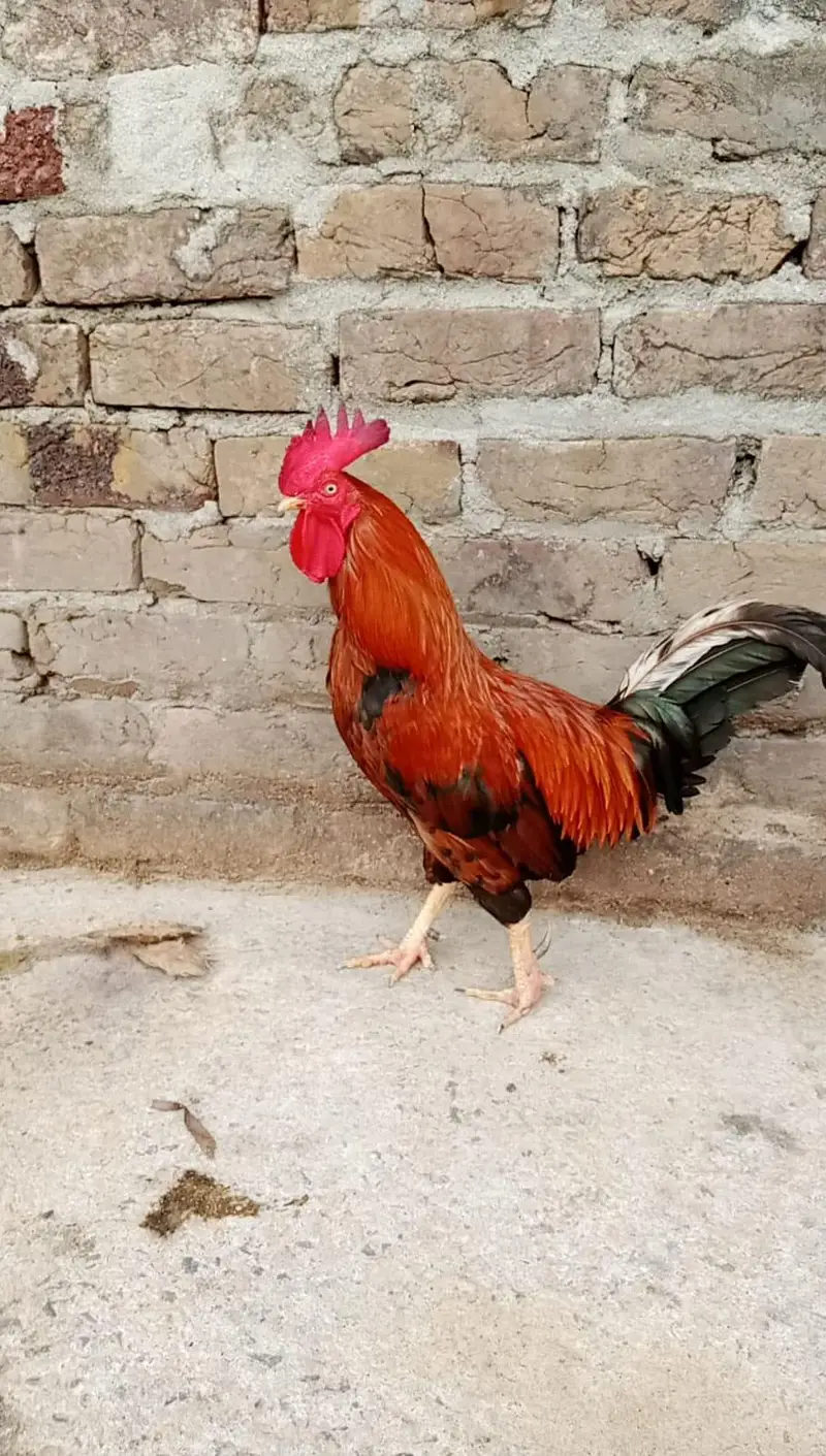 Desi murga for sale — photo 5