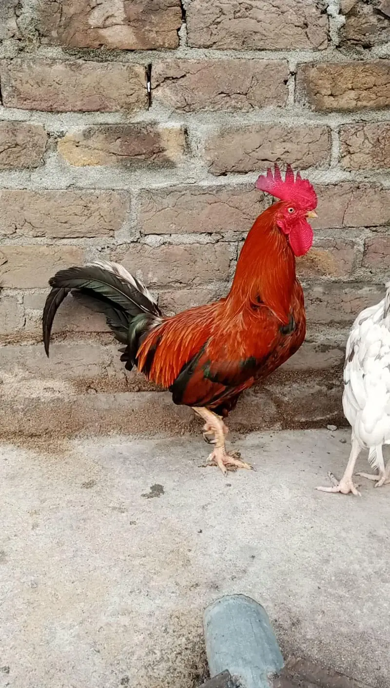 Desi murga for sale — photo 6