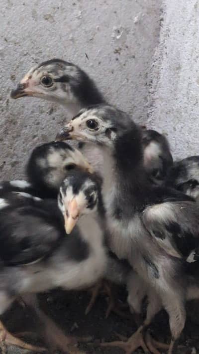 imported chicks
