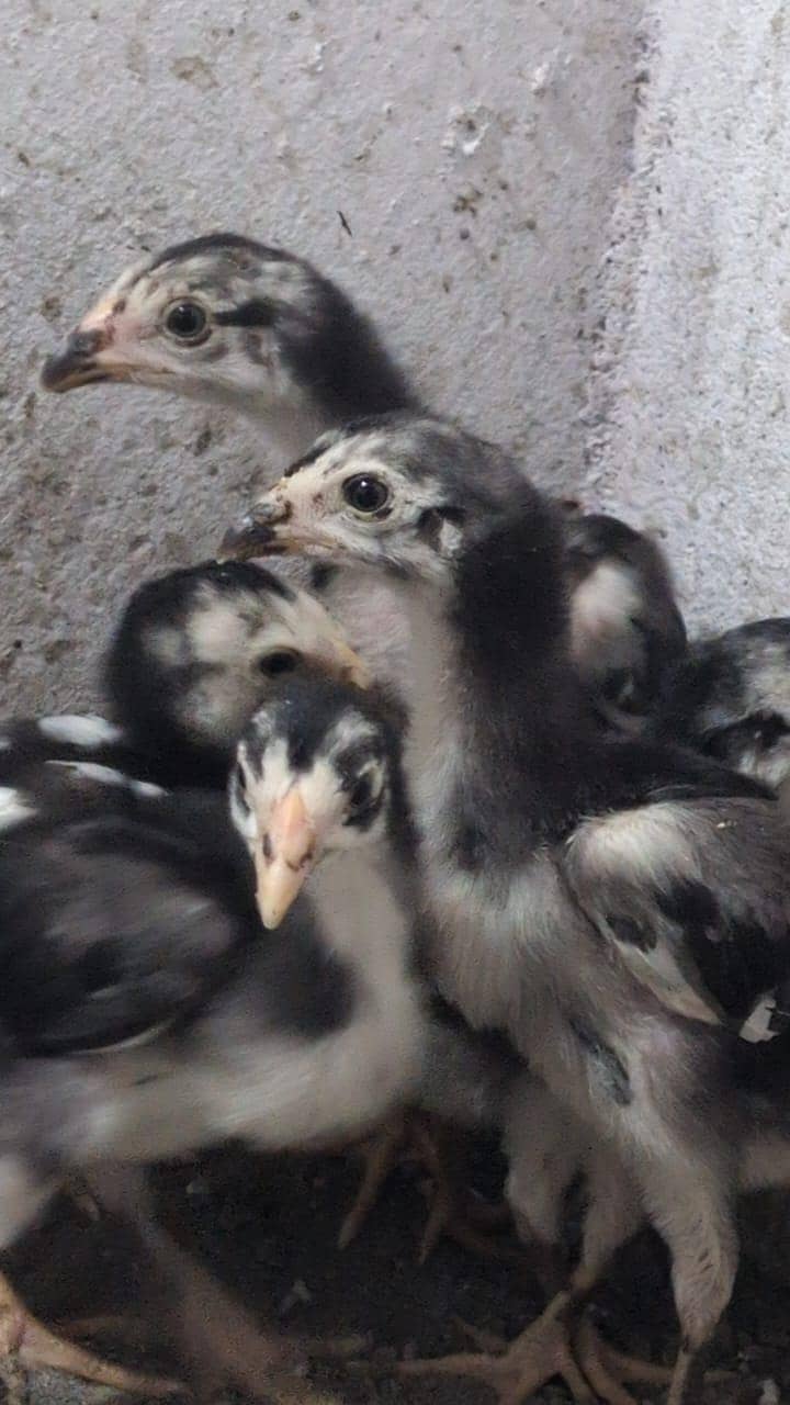 imported chicks 0