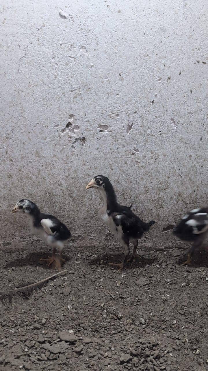 imported chicks 1