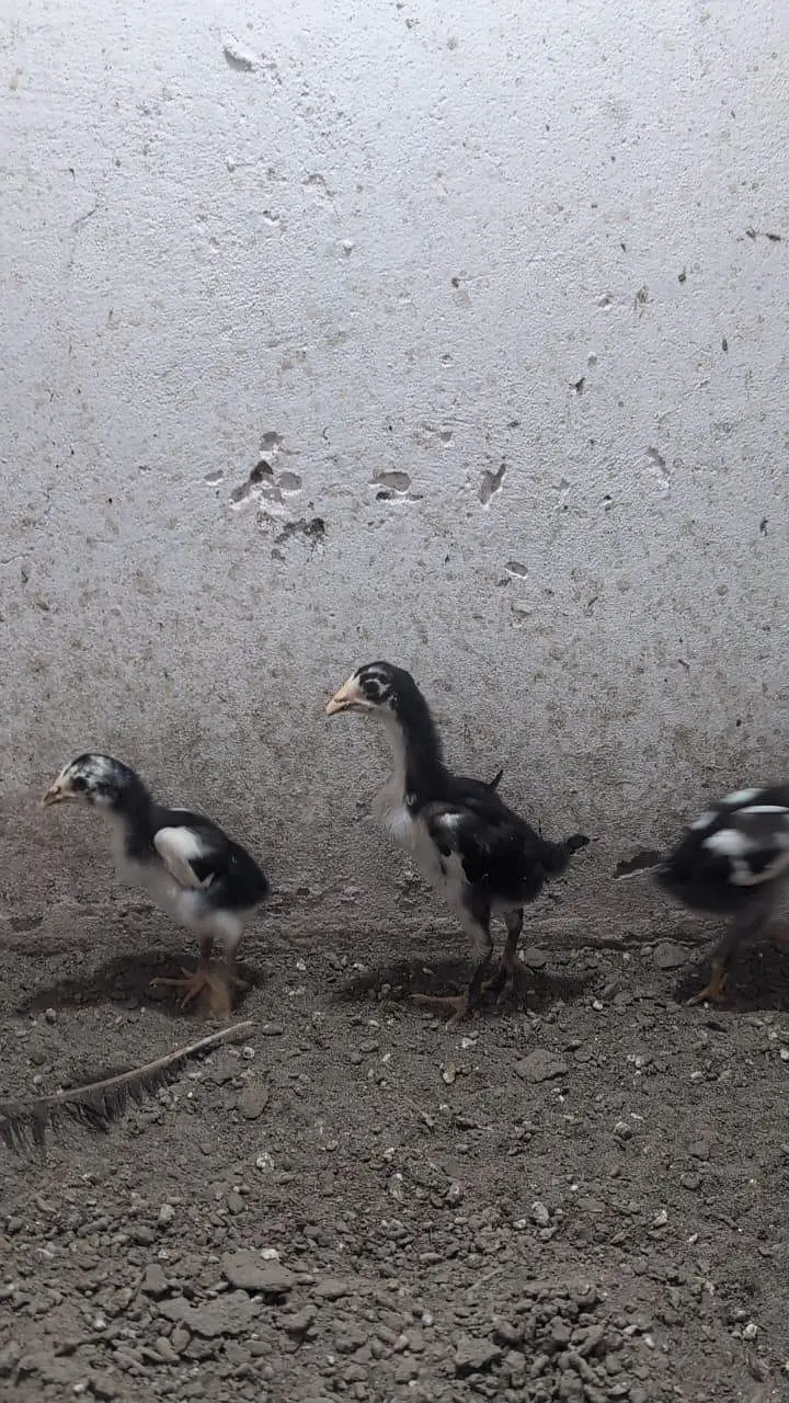 imported chicks — photo 2