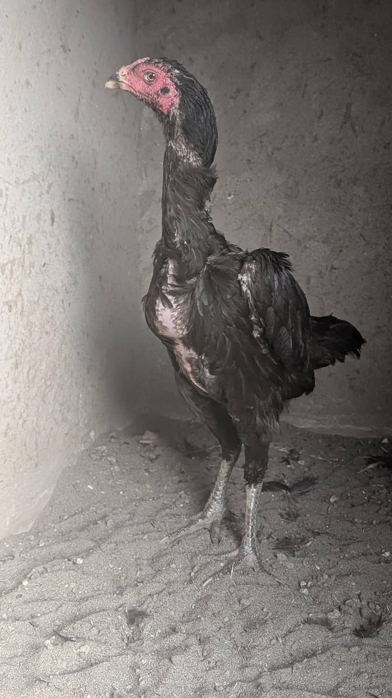 imported chicks 2