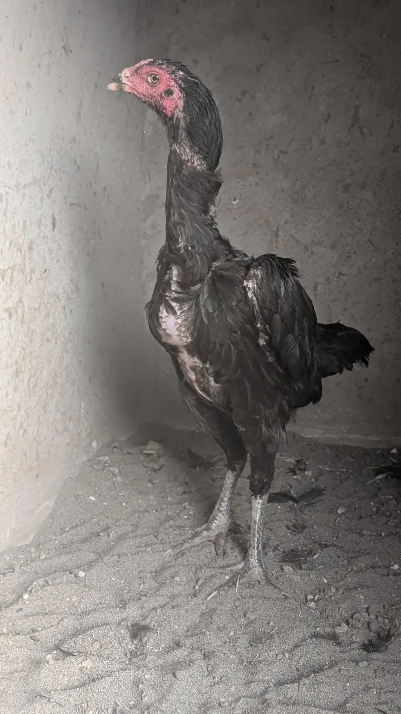 imported chicks — photo 3