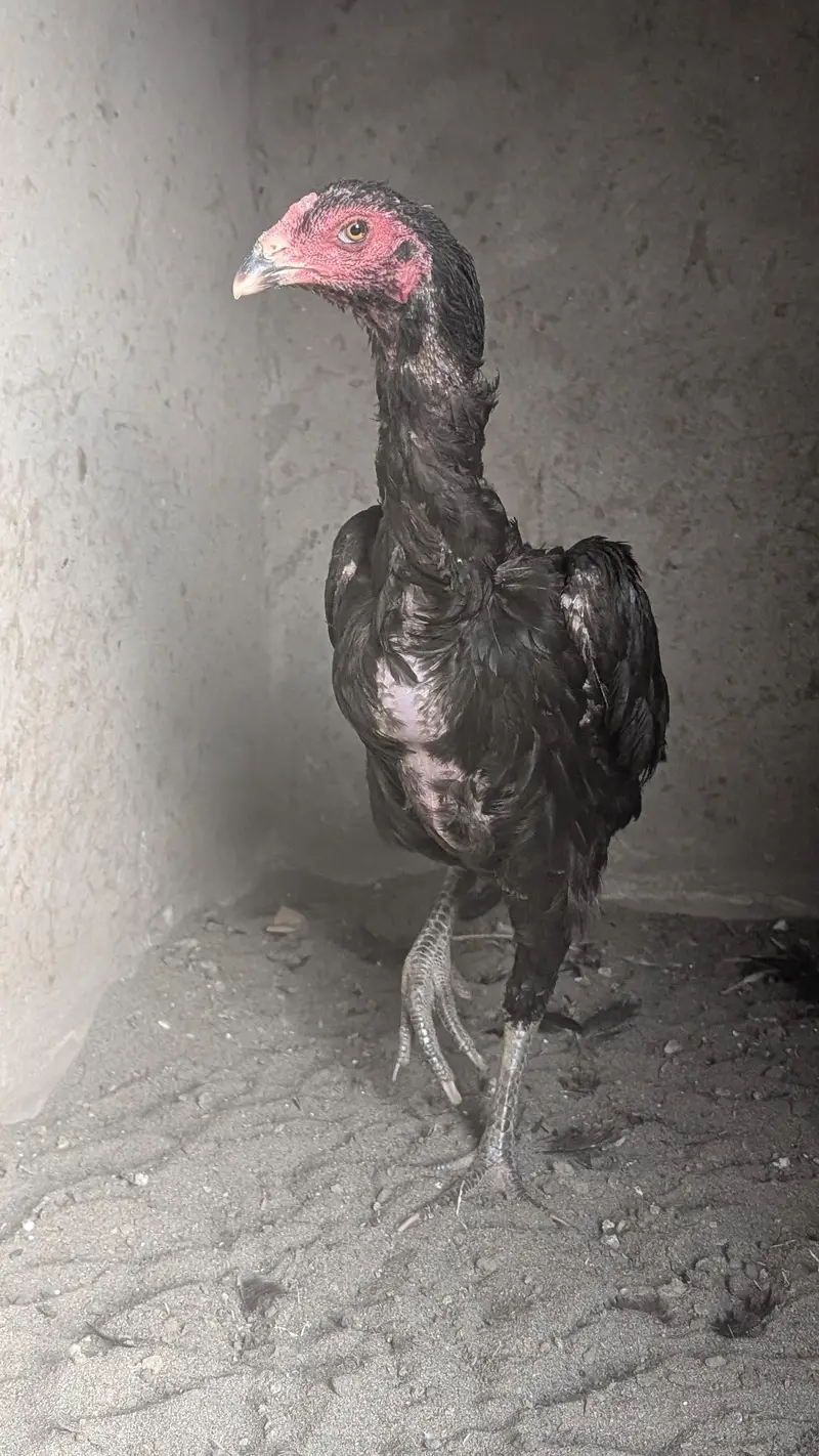 imported chicks — photo 4