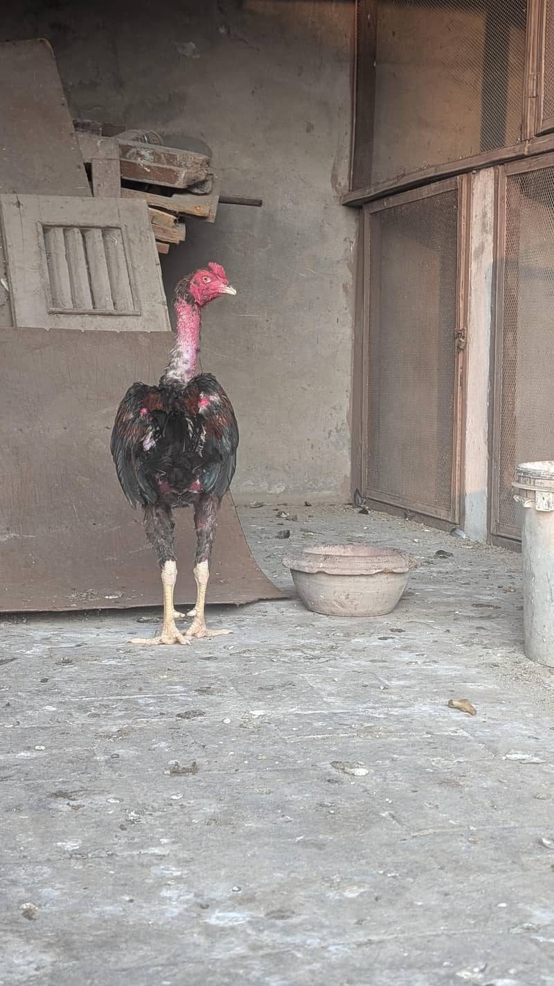 imported chicks 5