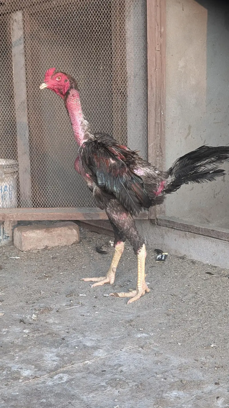 imported chicks — photo 7