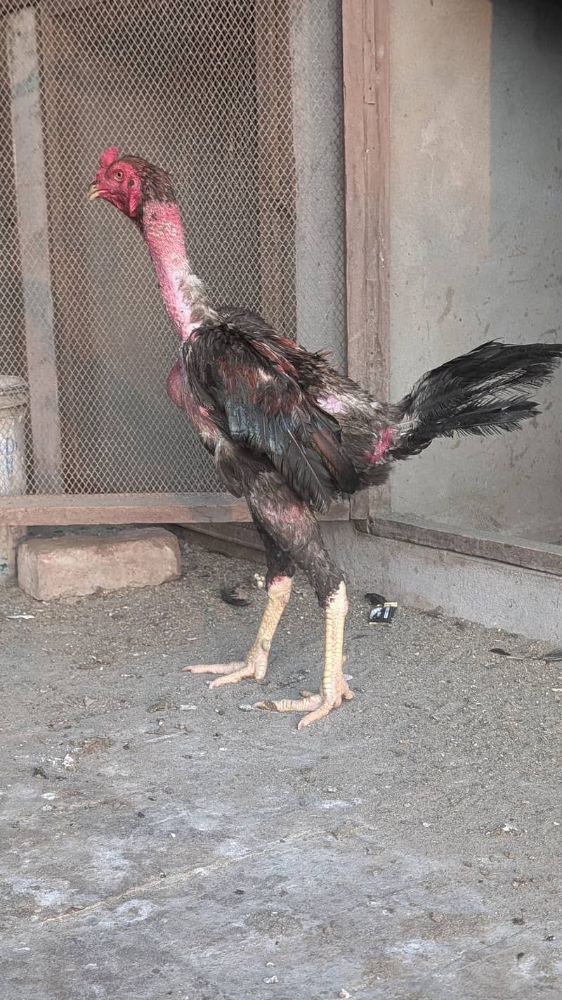 imported chicks 7