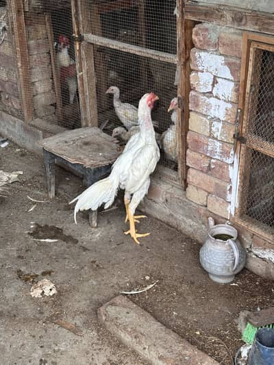 White shamo Aseel