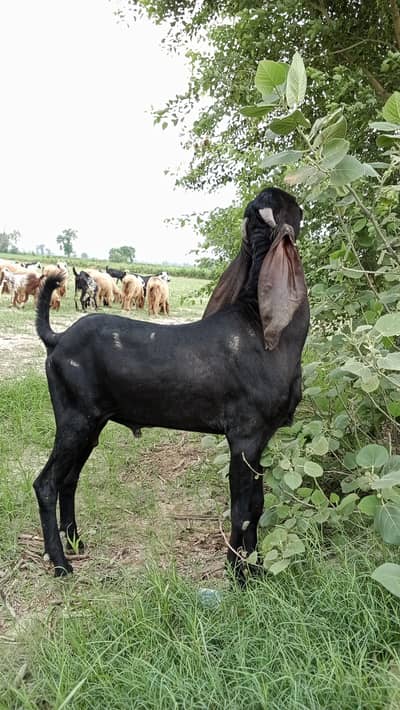 pure desi bakra