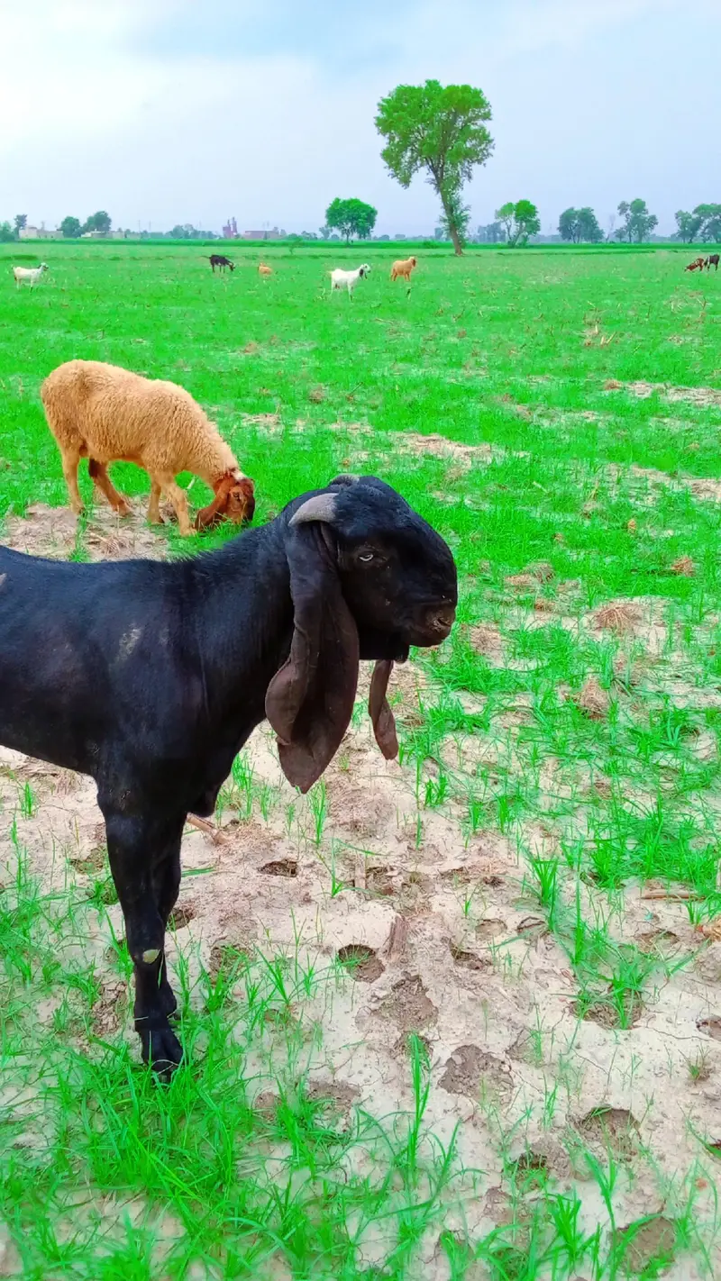 pure desi bakra — photo 2