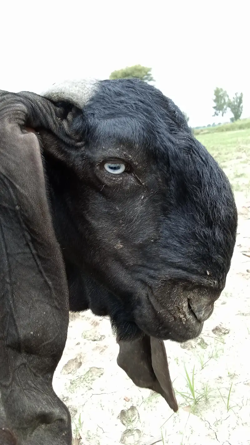 pure desi bakra — photo 3