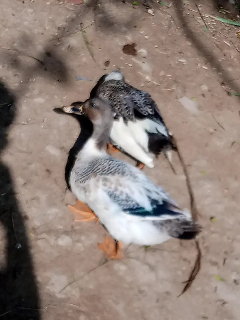 ducks  pair for sale ha and black lakay pigeon