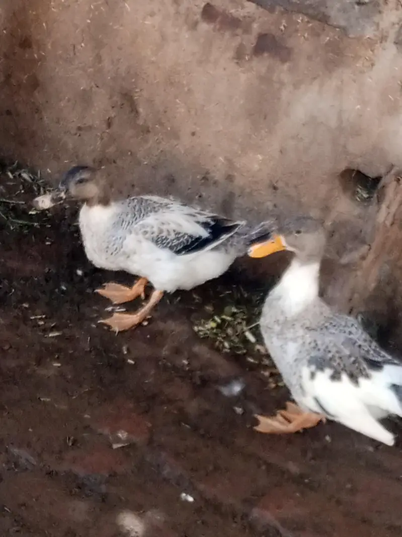 ducks  pair for sale ha and black lakay pigeon — photo 2
