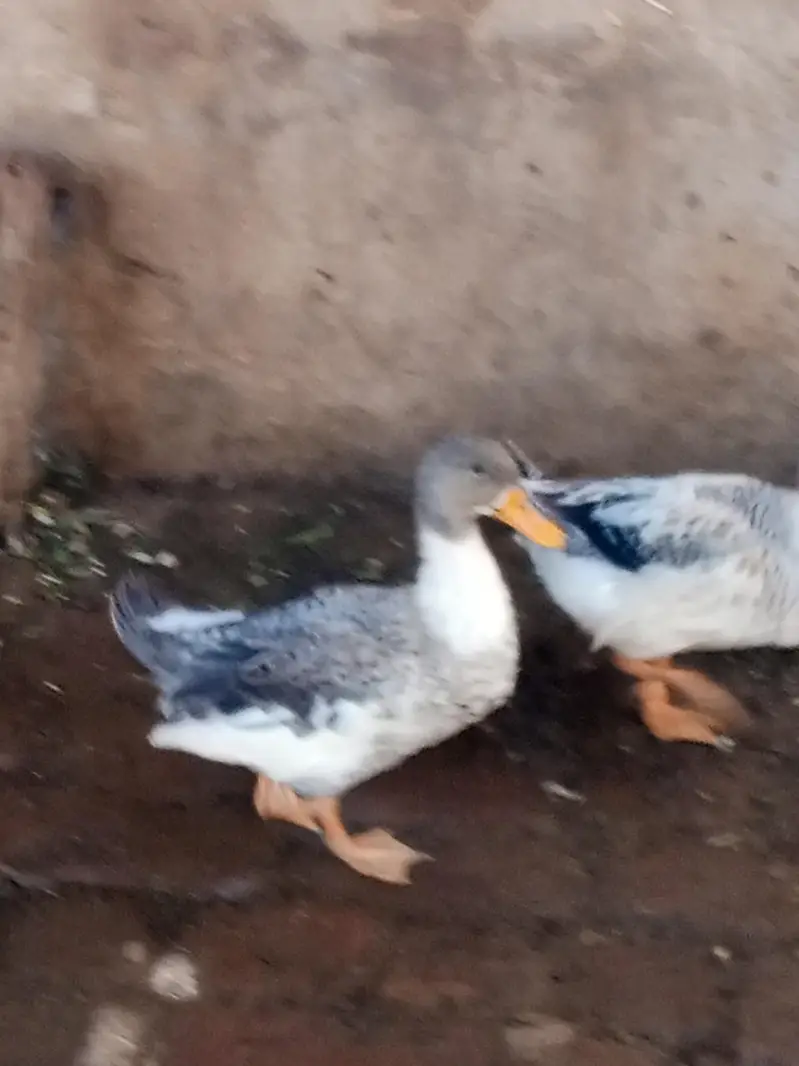 ducks  pair for sale ha and black lakay pigeon — photo 3