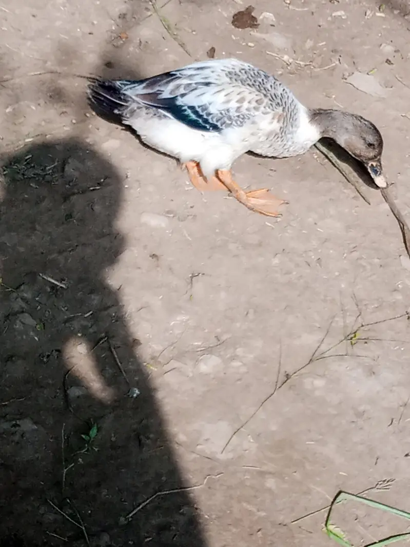 ducks  pair for sale ha and black lakay pigeon — photo 4