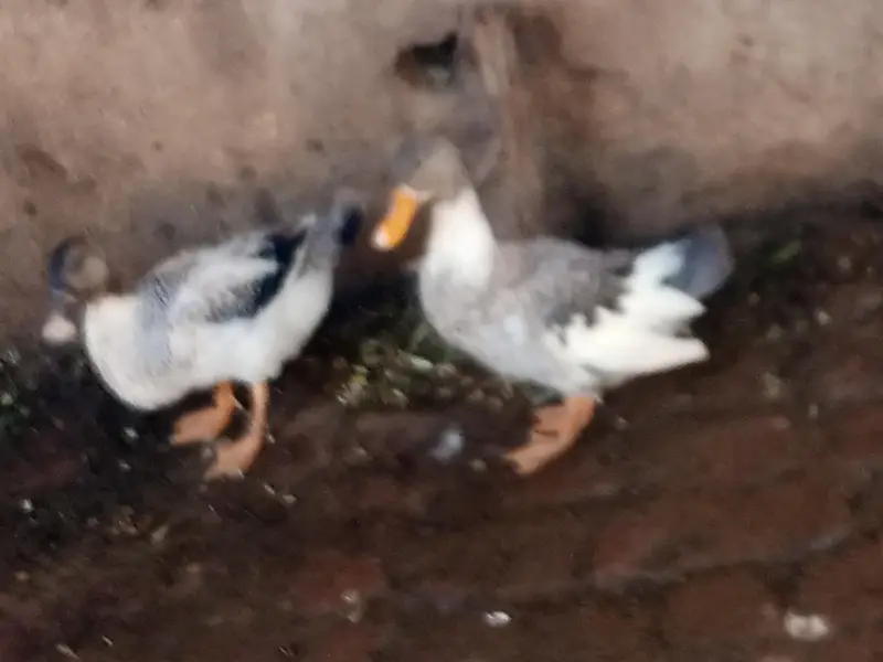 ducks  pair for sale ha and black lakay pigeon — photo 5