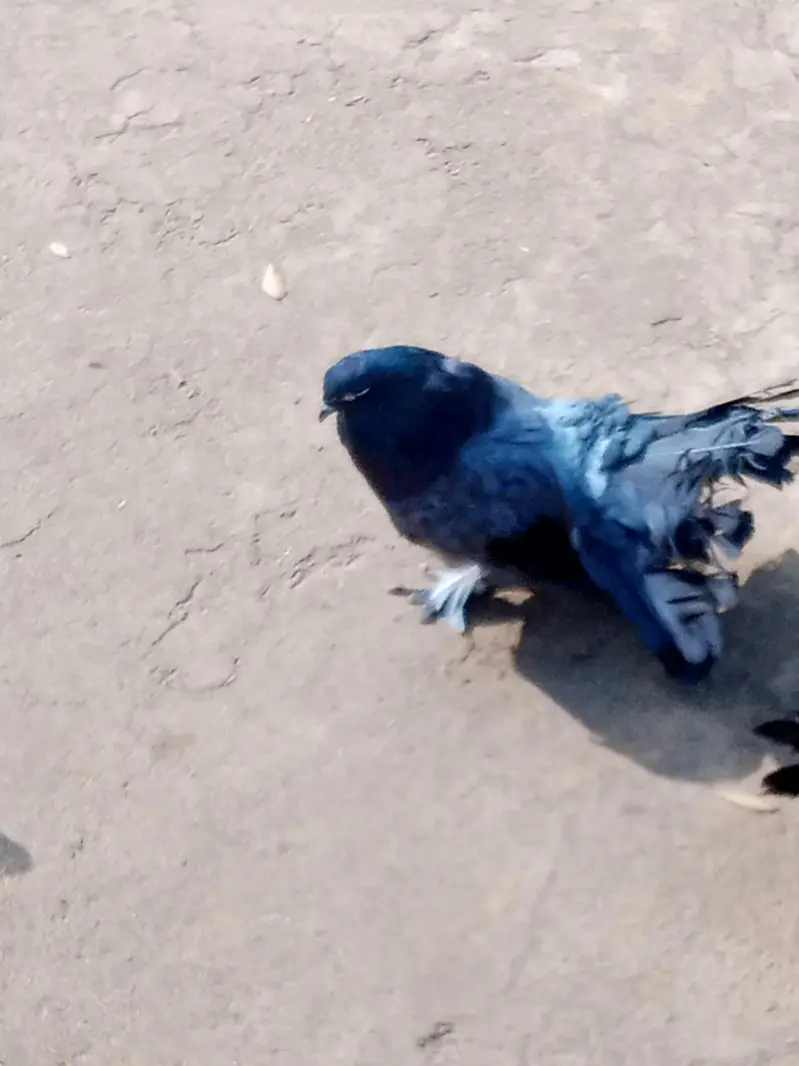 ducks  pair for sale ha and black lakay pigeon — photo 6