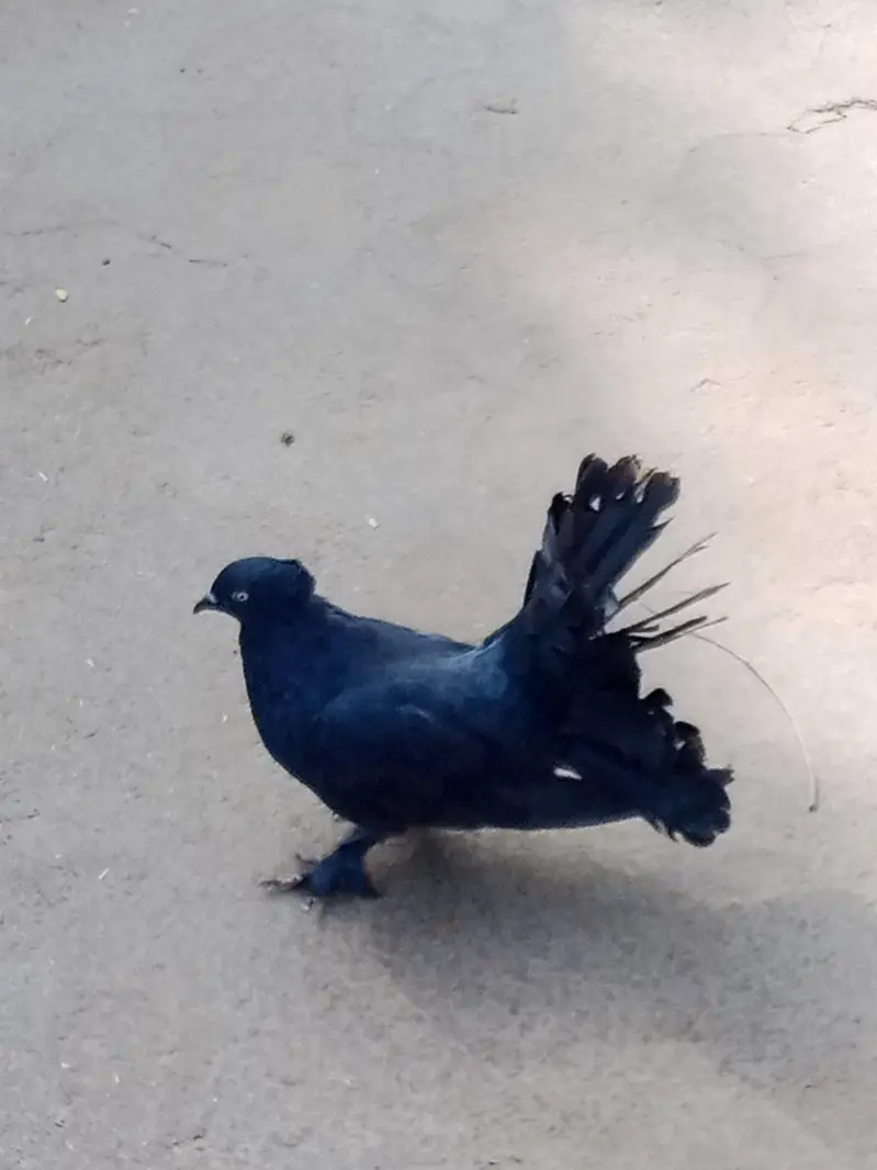 ducks  pair for sale ha and black lakay pigeon — photo 7