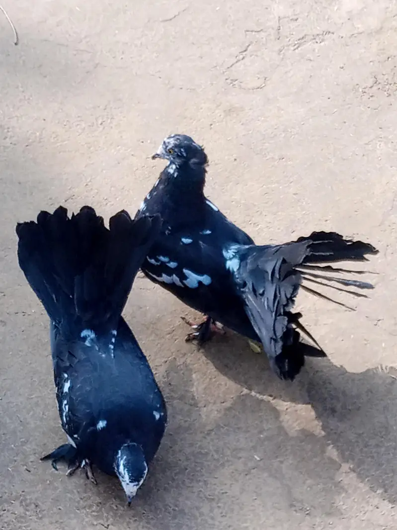 ducks  pair for sale ha and black lakay pigeon — photo 8