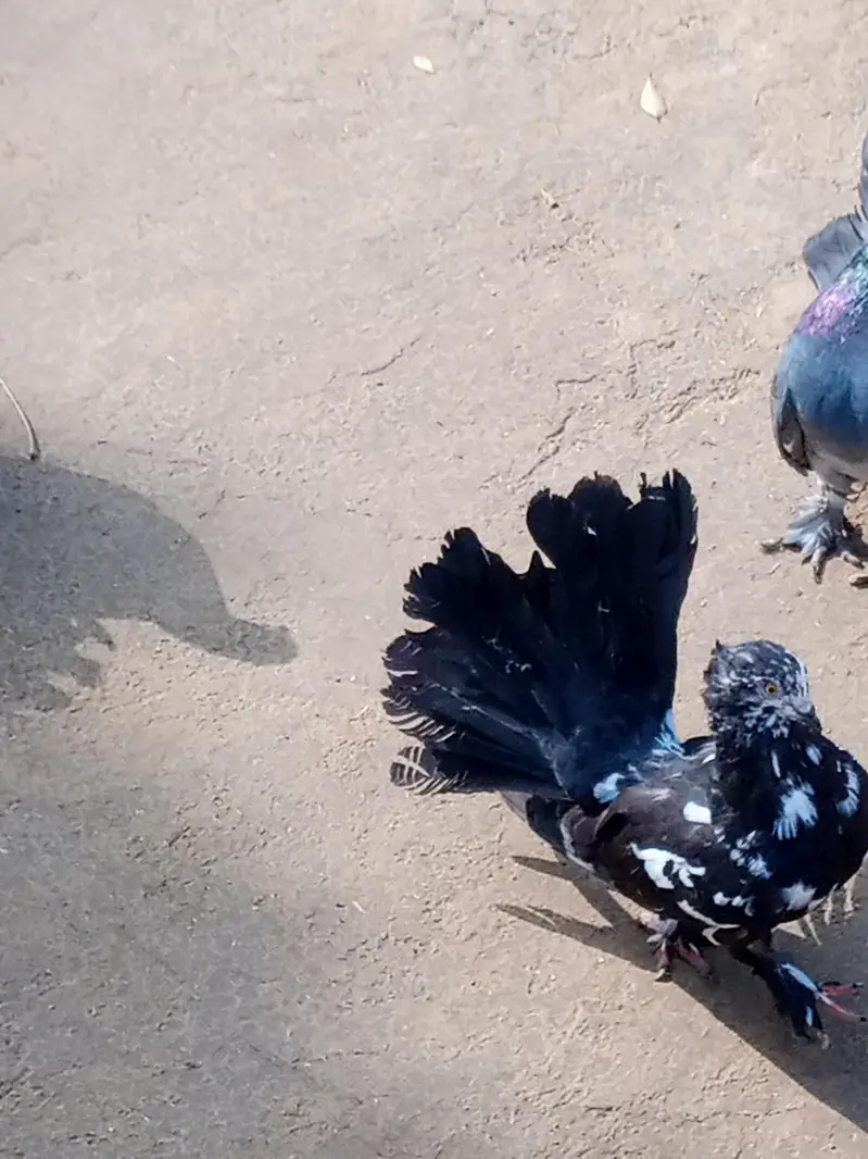 ducks  pair for sale ha and black lakay pigeon — photo 9